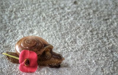 Close-up of snail on flower