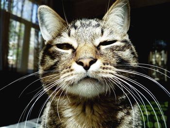 Close-up portrait of tiger