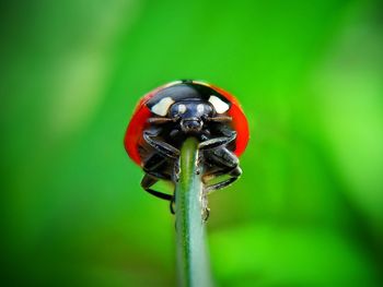 Close-up of ladybug on leaf