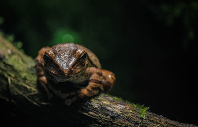 Close-up of frog