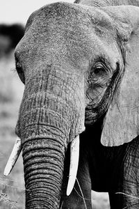 Close-up of elephant