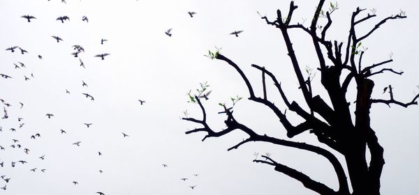 Low angle view of birds on bare tree