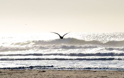 Bird flying over sea against clear sky