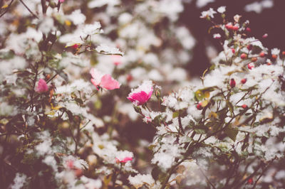 Close-up of pink flowers