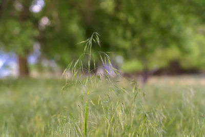 Close-up of dandelion on field