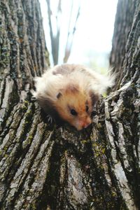 Close-up of rabbit on tree trunk