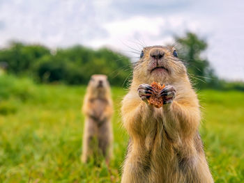 Gophers on the lawn are queue up for a treat. close-up.