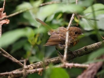 Close-up of bird perching on branch