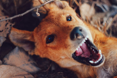 Close-up portrait of dog