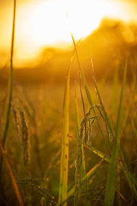 Close-up of dew on field during sunset