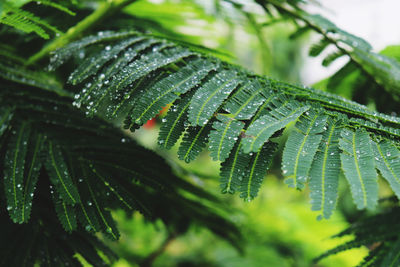 Close-up of wet plant leaves during rainy season