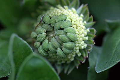 Close-up of plant