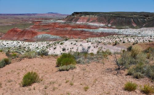 Plants growing on desert land against sky