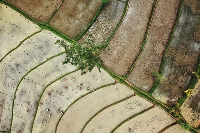 High angle view of plant on field