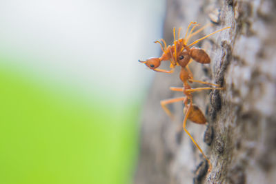 Close-up of insect on plant