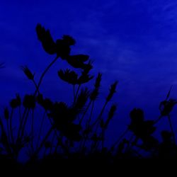 Low angle view of silhouette plants against blue sky at dusk