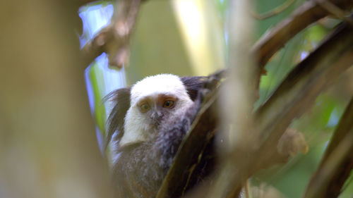 Close-up of monkey looking at camera