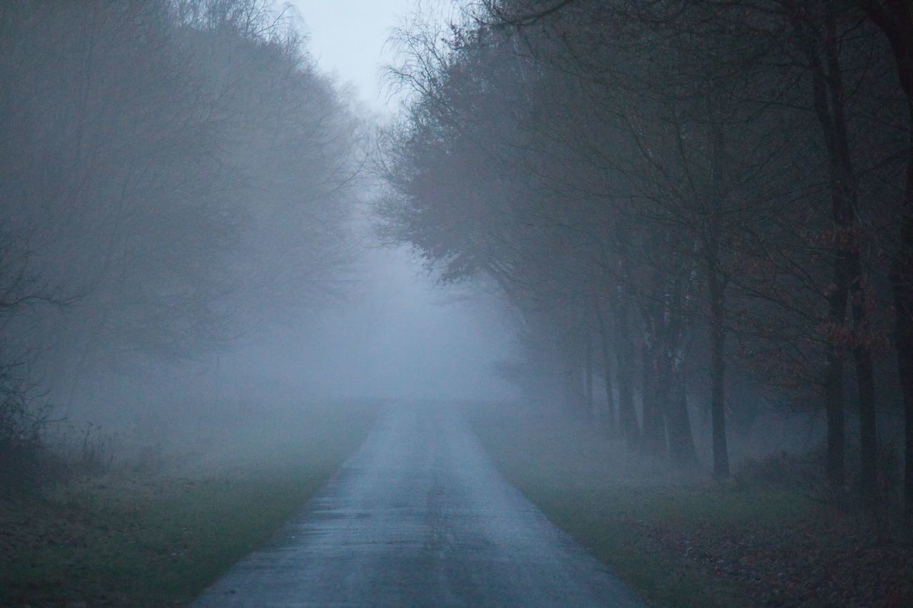 mist, tree, fog, plant, morning, road, nature, land, the way forward, forest, environment, no people, tranquility, beauty in nature, darkness, landscape, scenics - nature, diminishing perspective, transportation, winter, drizzle, tranquil scene, vanishing point, cold temperature, non-urban scene, spooky, haze, outdoors, mystery, sunlight, woodland, snow, freezing, sky, footpath