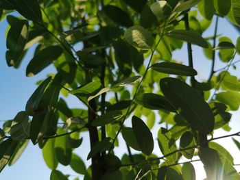 Low angle view of green leaves