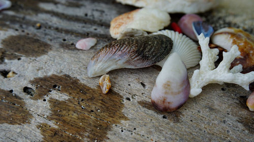 High angle view of shells on rock