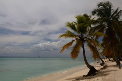 Palm trees on beach