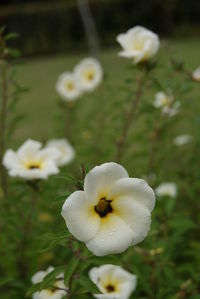 Close-up of white flowers