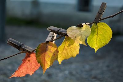 Close-up of dry leaves hanging on water