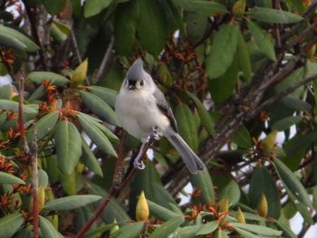 Bird perching on tree