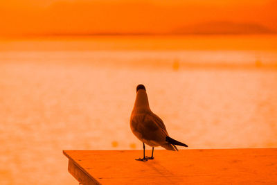 Close-up of bird perching on beach