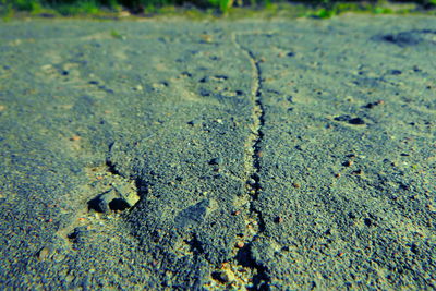 High angle view of lizard on land