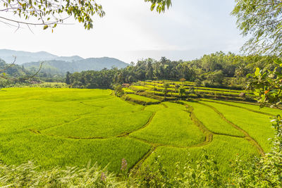 Scenic view of agricultural field against sky