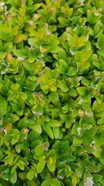Full frame shot of leaves