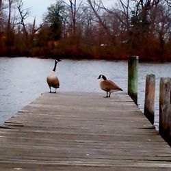 Close-up of birds