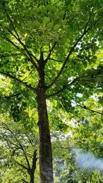 Low angle view of trees in forest