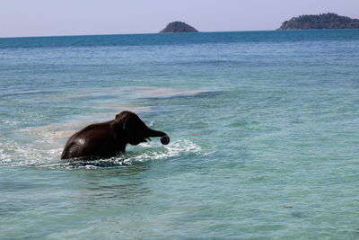 Horse in a sea