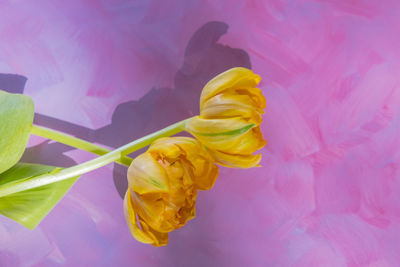 Close-up of yellow roses