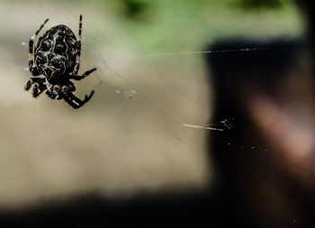 Close-up of spider web