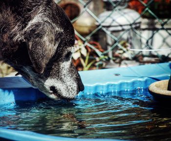 Close-up of dog drinking water 