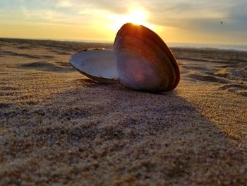 Close-up of seashell on beach against sunset sky