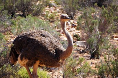 Close-up side view of a bird on land