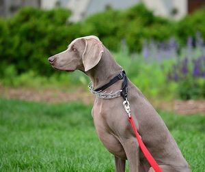 Weimaraner sitting on grassy field