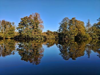 Reflection of trees in river dart against clear blue sky