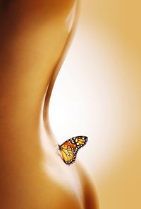 Close-up of butterfly on leaf