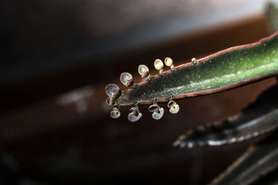 Close-up of water drops on plant