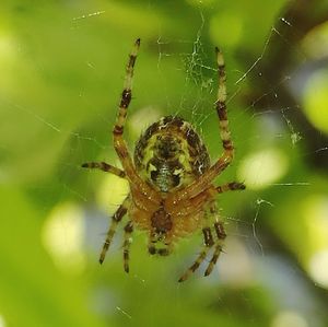 Close-up of spider web