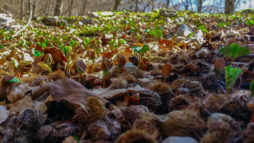 Close-up of fresh green leaves