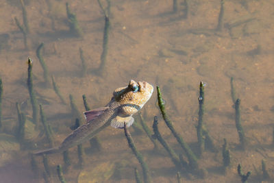 Mudskipper swimming and basking in the sun