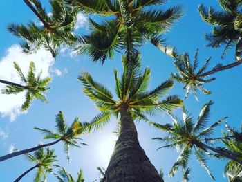 Low angle view of coconut palm tree against blue sky