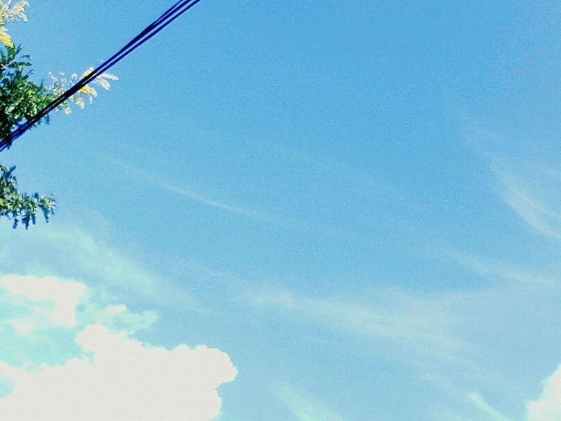 LOW ANGLE VIEW OF TREES AGAINST SKY