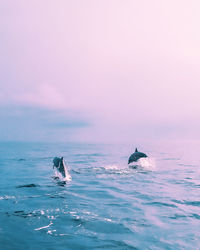 Dolphin swimming in sea